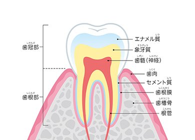 歯の神経と根の治療 イメージ
