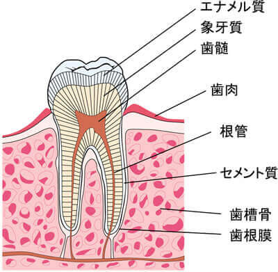 固い もの を 噛む と 歯 が 痛い