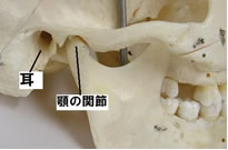 噛み合わせの修正により耳鳴りの改善及び予防ができます